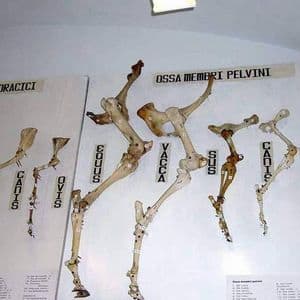 Постоянная Экспозиция Музея Кафедры Патологической Анатомии