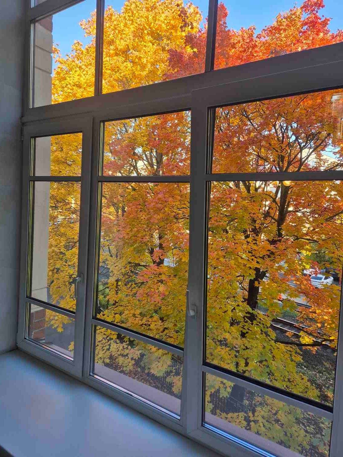🍁🍁🍁